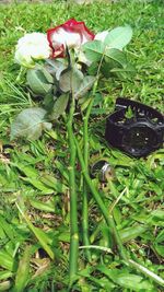 High angle view of flowering plants on field