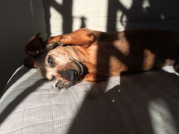 Close-up of a dog resting on bed