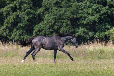 Horse running on field