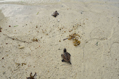 High angle view of crab on sand