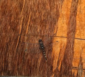 Full frame shot of old wooden door