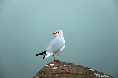 Seagull perching on rock