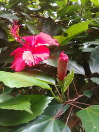 Close-up of pink hibiscus flower