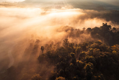 Low angle view of trees against sky during sunset