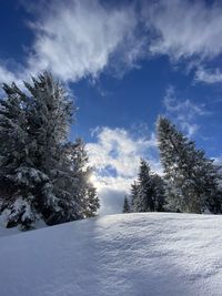 Trees on snow covered land against sky