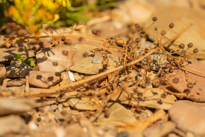 Close-up of dried leaves on wood