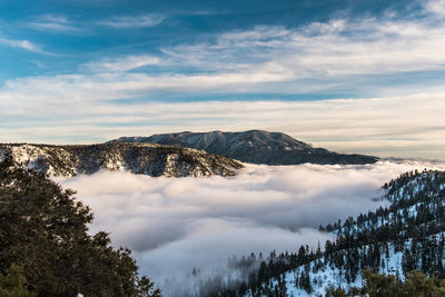 Scenic view of pine trees in forest against sky