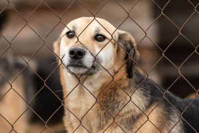 Close-up of dog seen through chainlink fence