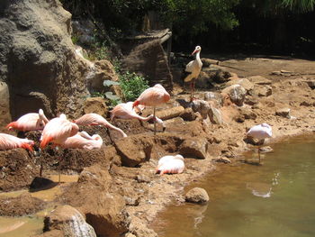 Birds on sand