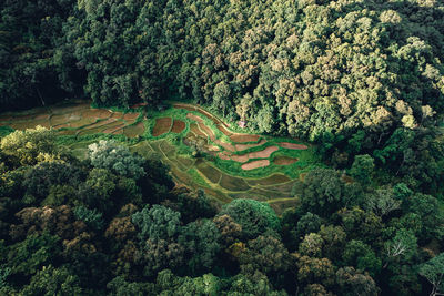 High angle view of trees in forest