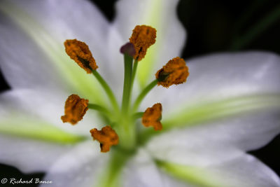 Close-up of flowers