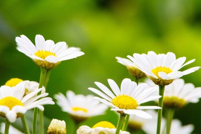 Close-up of white flowers