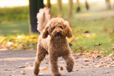 Portrait of dog on field