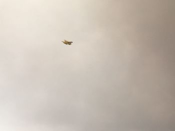 Bee flying against sky