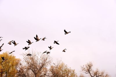 Low angle view of birds flying against clear sky