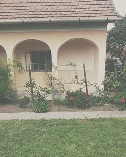 Plants growing outside house