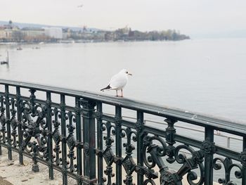 Seagulls perching on railing