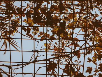 Low angle view of tree against sky during autumn