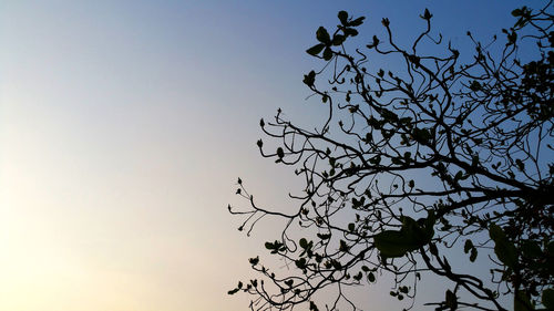 Low angle view of silhouette tree against clear sky