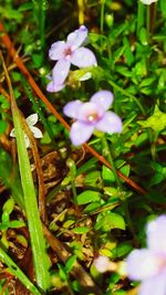 Close-up of flowers blooming outdoors