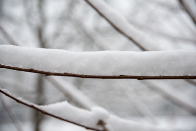 Close-up of snow on tree