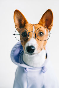 Close-up portrait of dog against white background