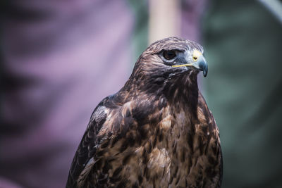 Close-up of eagle against blurred background