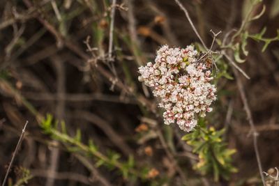 Close-up of flowers blooming outdoors