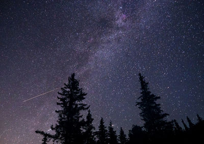 Low angle view of trees against star field at night