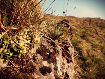 Close-up of dry leaf on field