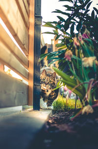 Close-up of cat by plants