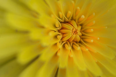 Full frame shot of yellow flower