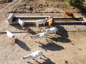 High angle view of birds