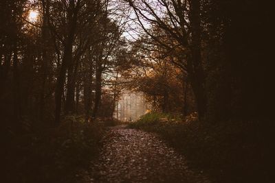 Dirt road amidst trees in forest