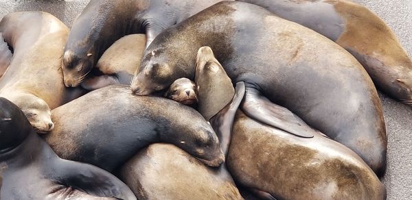 High angle view of animal sleeping