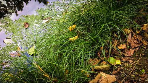 Plants growing in garden