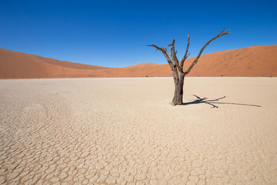 Dead tree on desert against clear blue sky