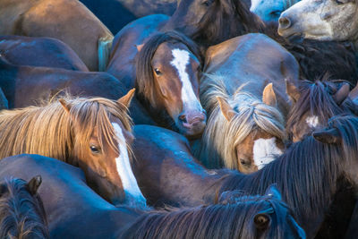 High angle view of horses on field