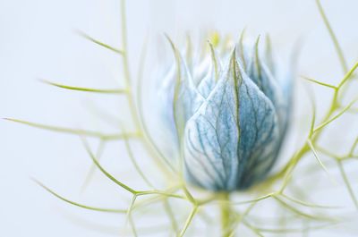 Close-up of flowers over white background