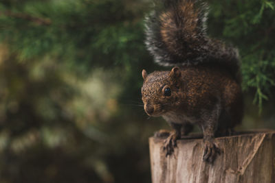 Close-up of squirrel