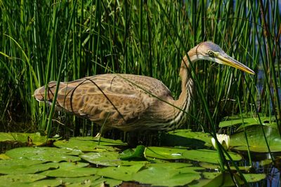 Close-up of duck in lake