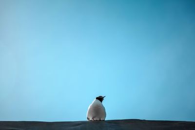 Low angle view of seagull perching on wall