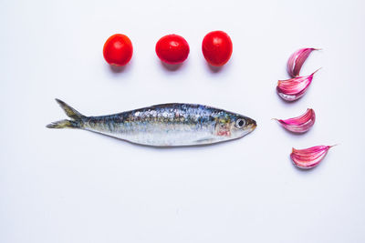 High angle view of fish on white background