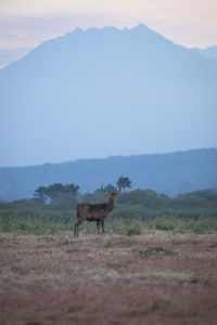 Horse standing in a field