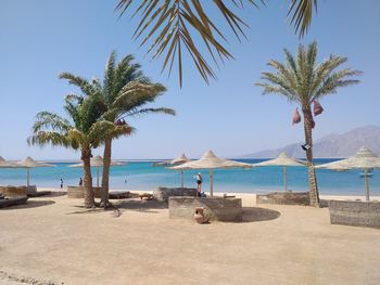 Palm trees on beach against clear sky