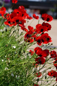Close-up of red flowering plant