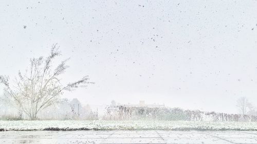 Close-up of birds against sky