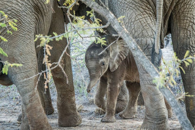 View of elephant in zoo