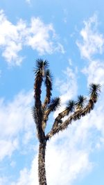 Low angle view of palm tree against blue sky