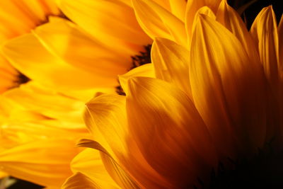 Close-up of yellow flower